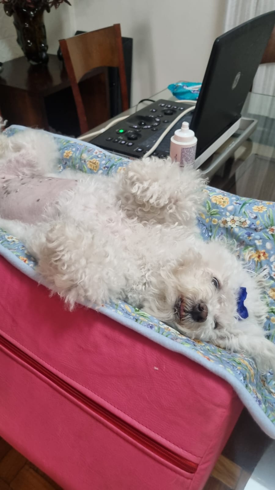 Exame veterinário Ultrapatas